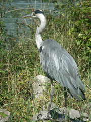 un échassier, le héron cendré dans son milieu naturel