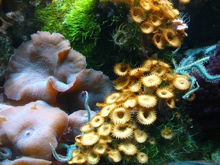 Coral and Brittle Stars
