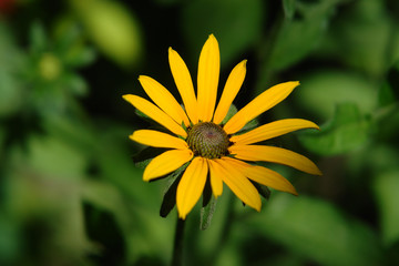 Yellow chrysanthemum
