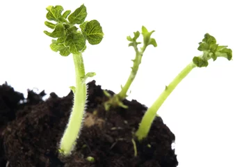 Photo sur Plexiglas Bonsaï growing baby plant. potato