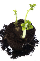growing baby plant. potato