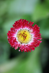 Looking close up at a pink flower