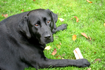 Black Labrador