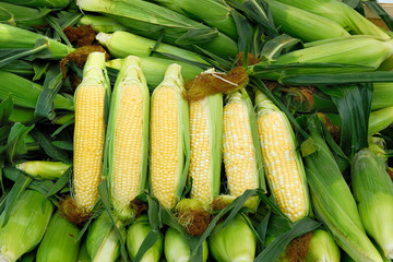 Corn display