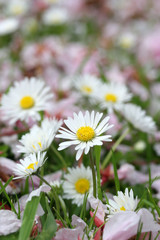Daisies and fallen blossom