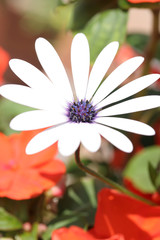 white flower in amongst red flowers