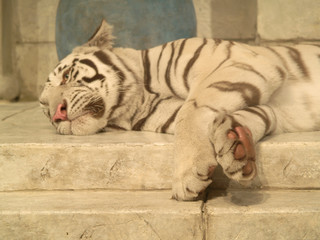 close up on large white tiger lying down on white brick