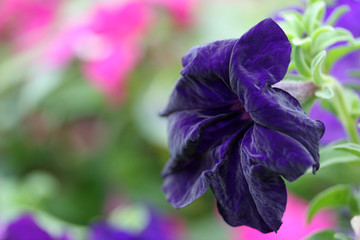 purple velvet flower
