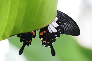 black butterfly behind a leaf