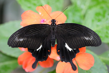 Black butterfly on a red flower