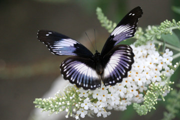 Butterfly on white Budleigha
