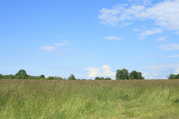 Fototapeta premium Summer field