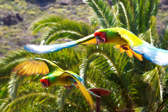 Flying Macaws