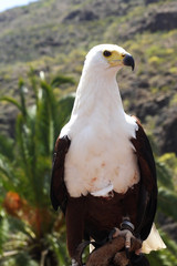 african fish eagle
