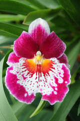 Fototapeta na wymiar Graceful lonely tropical flower in foliage
