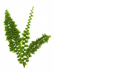 green fern isolated on white background