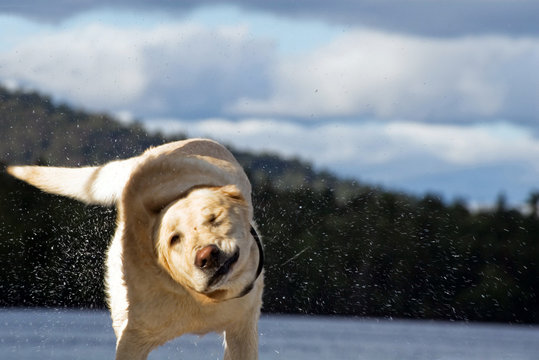 chien &agrave; la sortie de l' eau