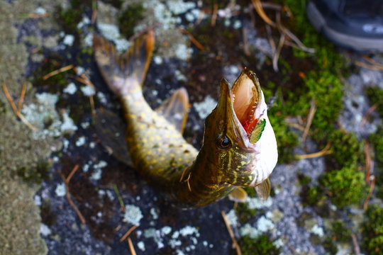 Just catched pickerel with spoonbait