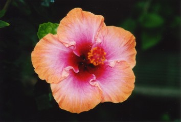 Hibiscus Flower