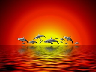 dauphins au coucher du soleil