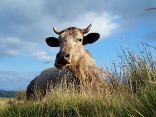 Papier Peint photo autocollant Vache lying cow