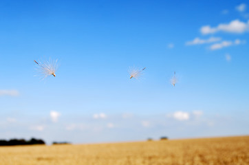 Thistle seeds