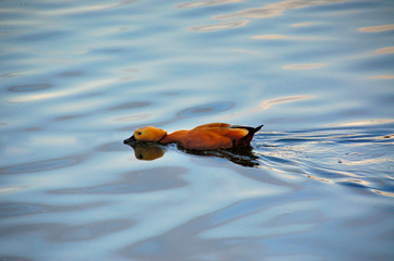 lonely mandarina duck