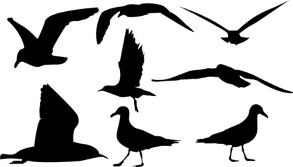 birds set