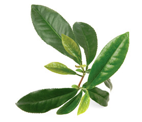 Tea Plant