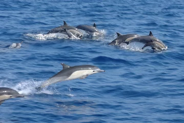 Acrylic prints Dolphin dolphins