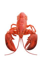 Isolated Lobster