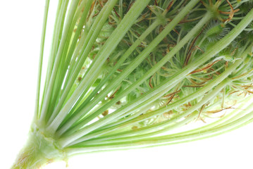 wild plant