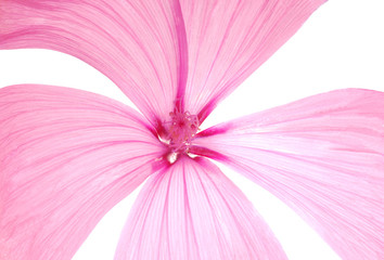 Fototapeta premium pink flower