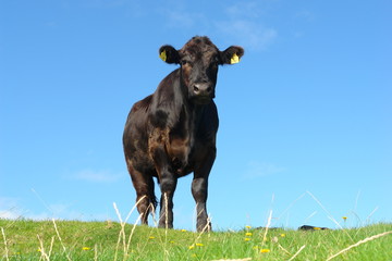 stier © multimartinator