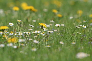 Idillyc meadow with flowers