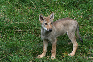 Wolfskind