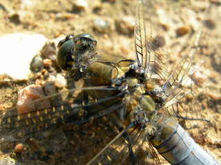 Detail of dragonfly