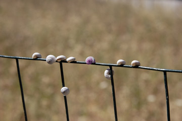 escargot violet