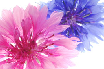 Obraz premium pink and blue flowers
