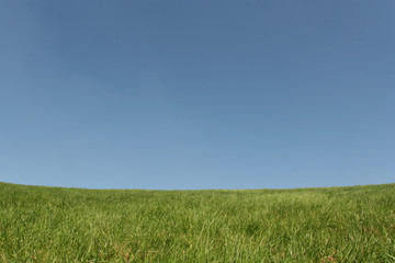 Wiese