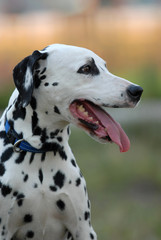  DALMATIAN