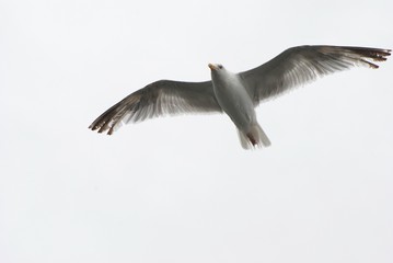 gull