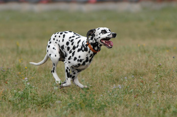   DALMATIAN