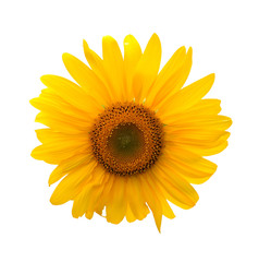 isolated Sunflower