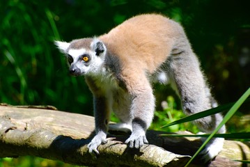 lemur