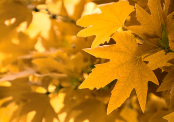 Fototapeta na wymiar żółte liście, płytkie fokus