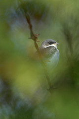 Bird on a wire