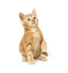 yellow kitten begging