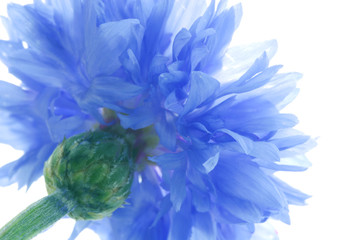 blue flower