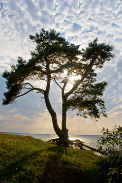 Strandkiefer